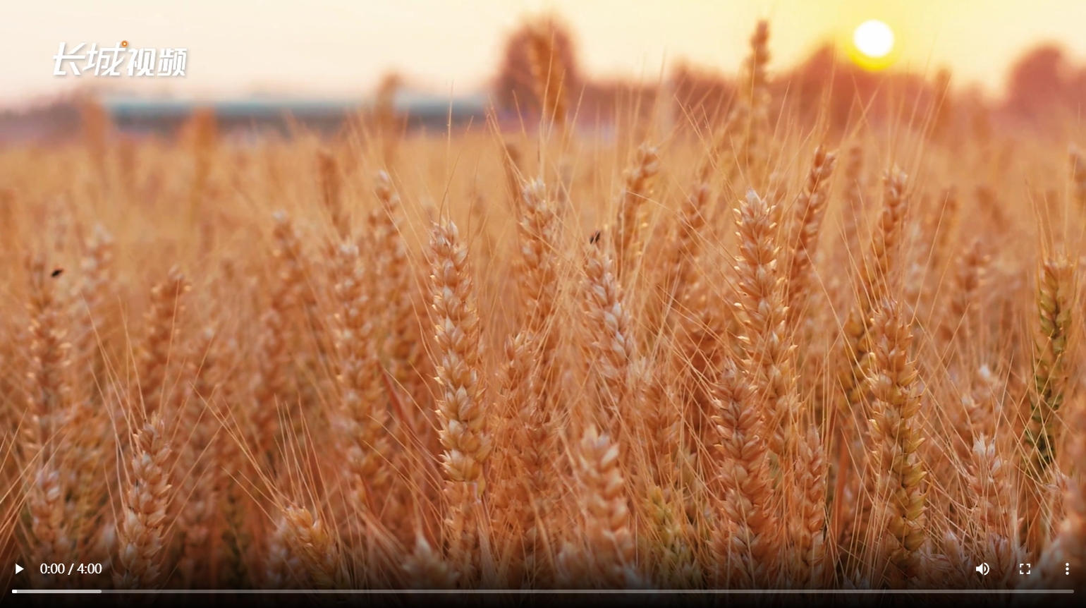 创意视频丨物说新语：旱碱麦“奇遇记”