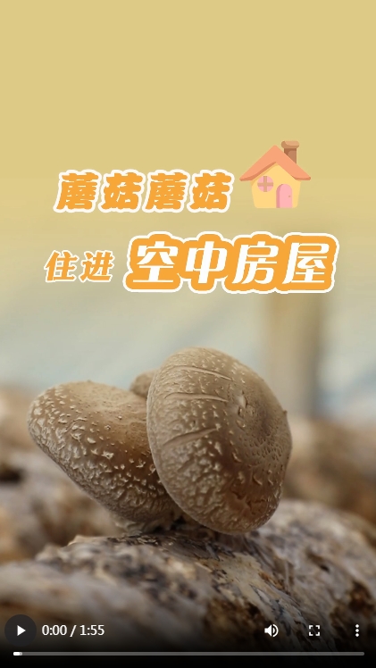 人们看联播蘑菇蘑菇，住在“空中房子”里