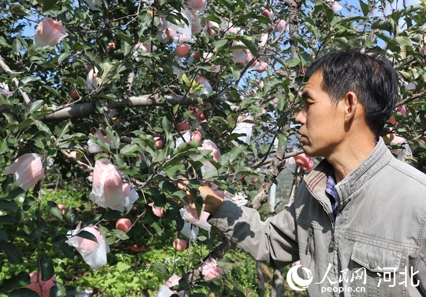 河北省邢台市内丘县岗底村果农杨增林在介绍自己家的苹果。人民网记者 祝龙超摄