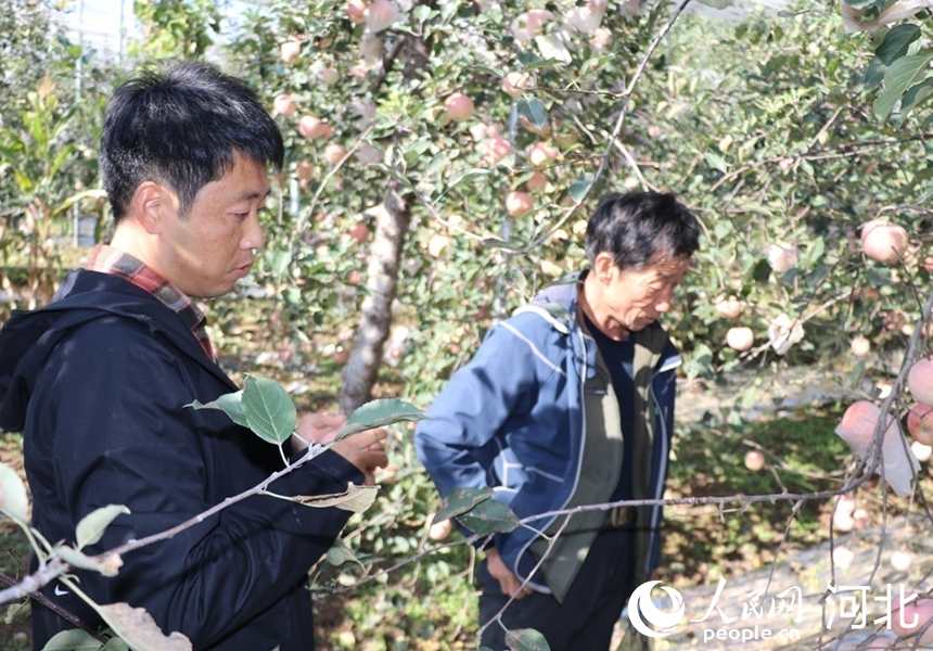 李保国山区开发与林果产业创新团队队员、河北农业大学青年教师王迎（左）和杨双奎在交流苹果种植新技术。人民网记者 祝龙超摄