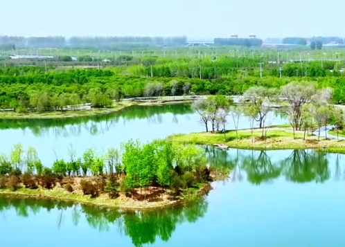 雄安·见证｜与“千年秀林”一起成长
