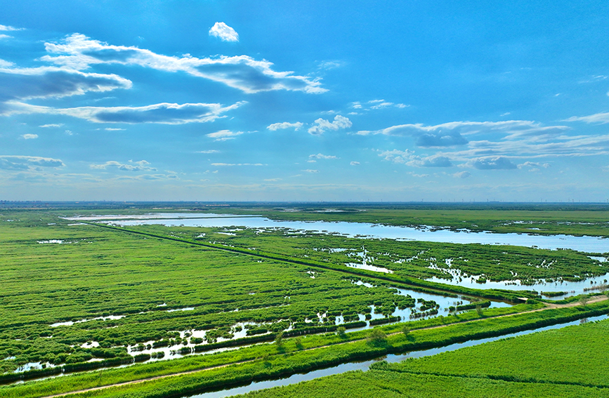 南大港湿地风景。刘洪睿摄
