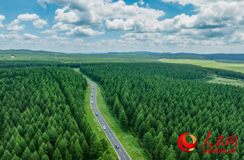 塞罕坝机械林场。人民网记者 李兆民摄