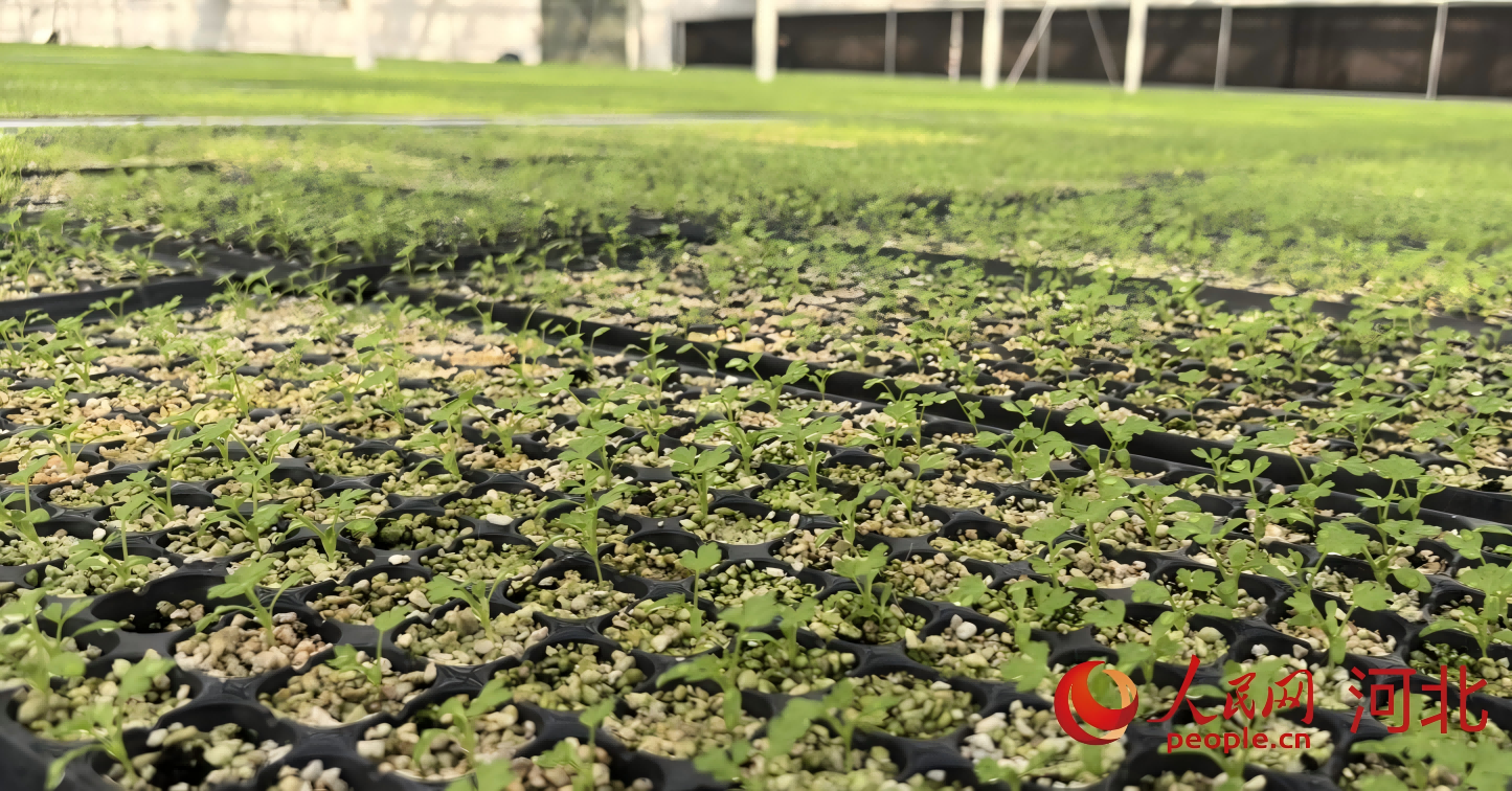 一株株芹菜嫩苗整齐排放在银色的苗床上。人民网记者 方童摄
