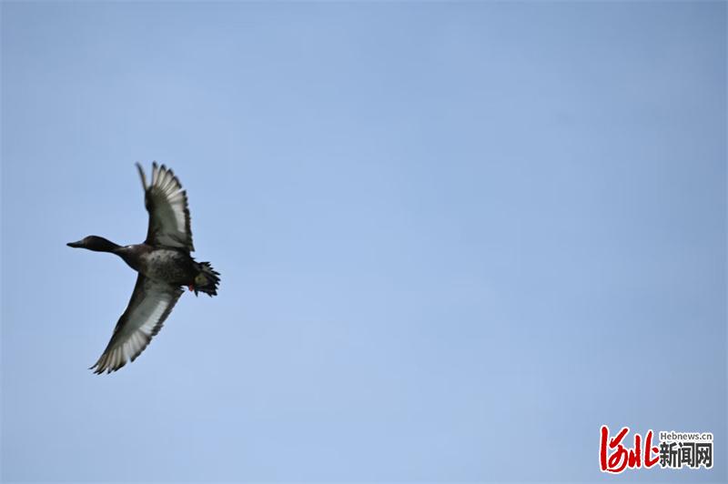 全球首次！青头潜鸭在衡水湖野化放飞，为世界极危物种保护提供“中国方案”