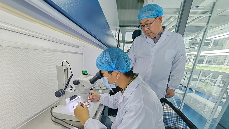 “十五五”开局看河北｜河北航天小麦品种选育有了新突破