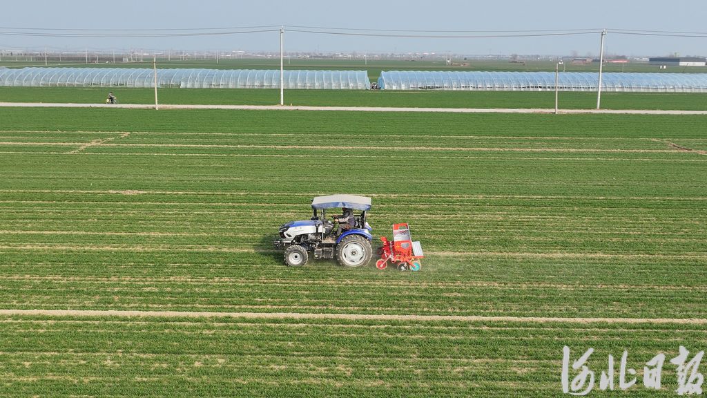 河北将进入小麦产量形成核心窗口期