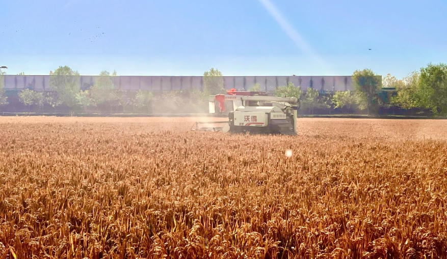 乡村行·看振兴 | 定州庞村镇东南宋村：开镰绘丰景 “稻”出金色振兴路